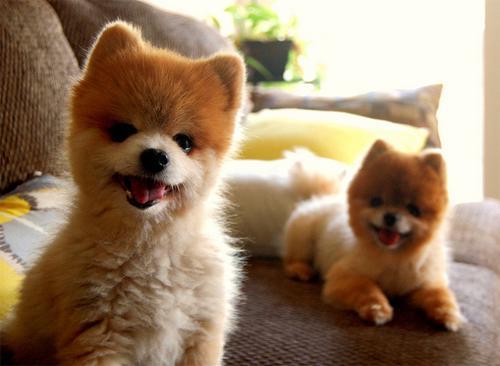Fluffiger Hund
