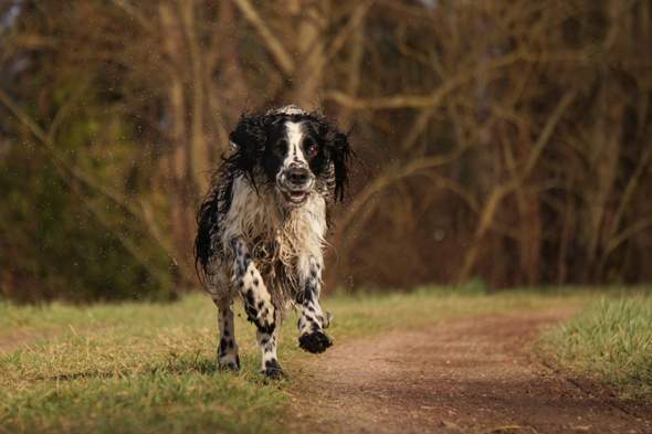 Fotoideen Mit Hund Tiere Kamera Ideen