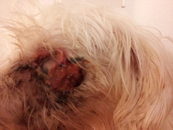 Hund Tumor Auge 1 - (Hund, Augen, Tumor)