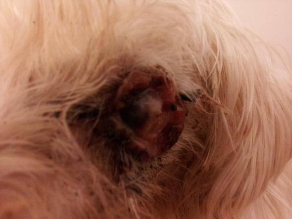 Hund Tumor Auge 2 - (Hund, Augen, Tumor)