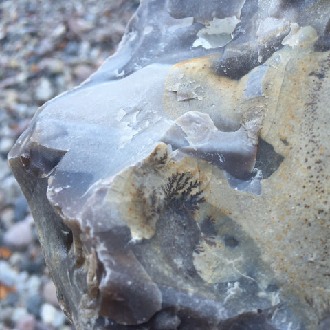 Hier sieht man's - (Steine, Blatt, Fossil)