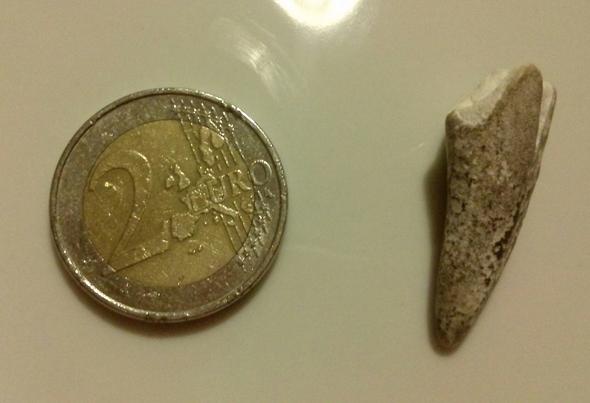 von rechts - (Zähne, Nordsee, Fossil)
