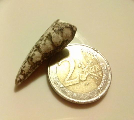 von links - (Zähne, Nordsee, Fossil)