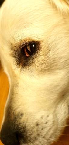 Foto: Hund schließt Auge komisch. Normal?