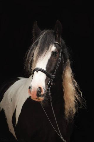 Fotografie Wie Bekommt Man Den Schwarzen Hintergrund Hin Pferde Pferdefotografie