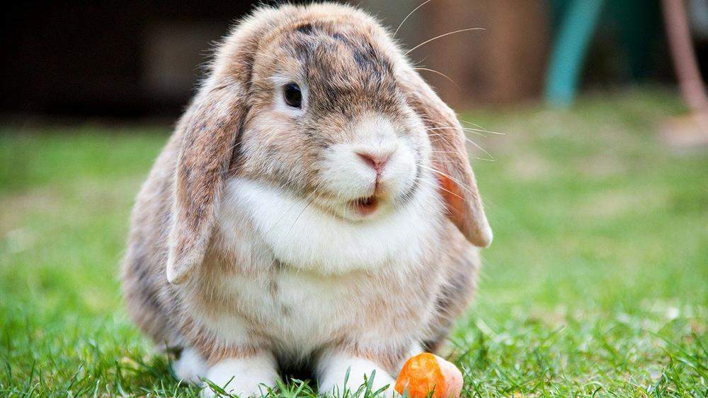 Frage an Kaninchen/Hasenbesitzer Habt ihr eure Kaninchen/Hasen nachts