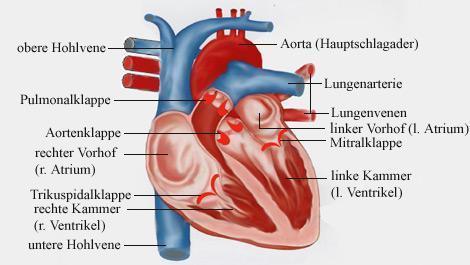 Meine Vorlage aus dem Internet - (Herz, Venen, Arterien)