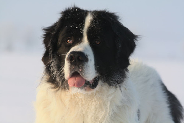 (Es gibt ja keinen großen unterschied zwischen Landseer und Neufundländer) - (Hund, Wettbewerb, Neufundländer)