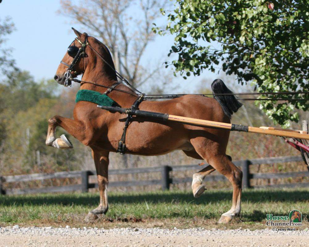 Frage zu HackneyPferden (Sport, Pferd)