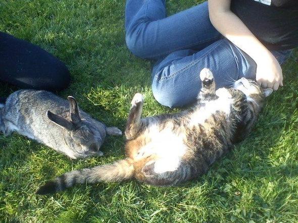das - (Katze, Haustiere, Katzen)