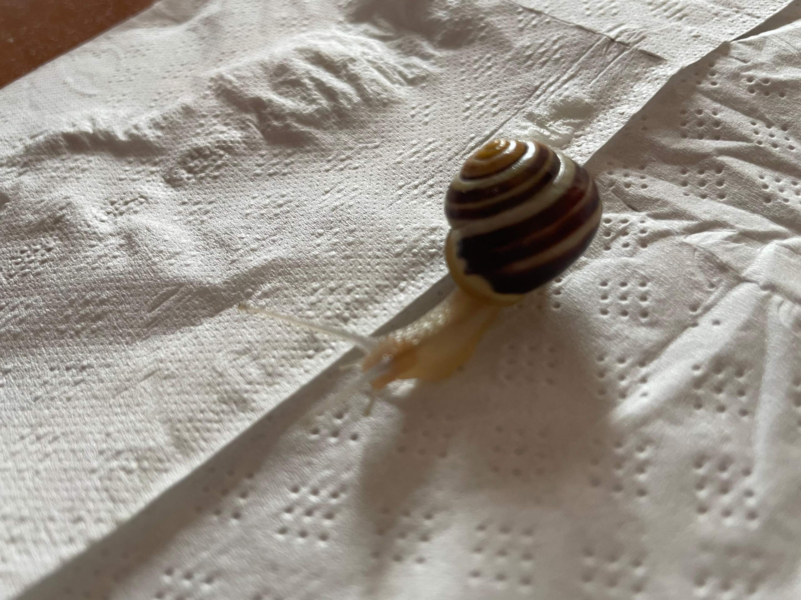 Frage zu Schnecke? (süß, Schnecken)