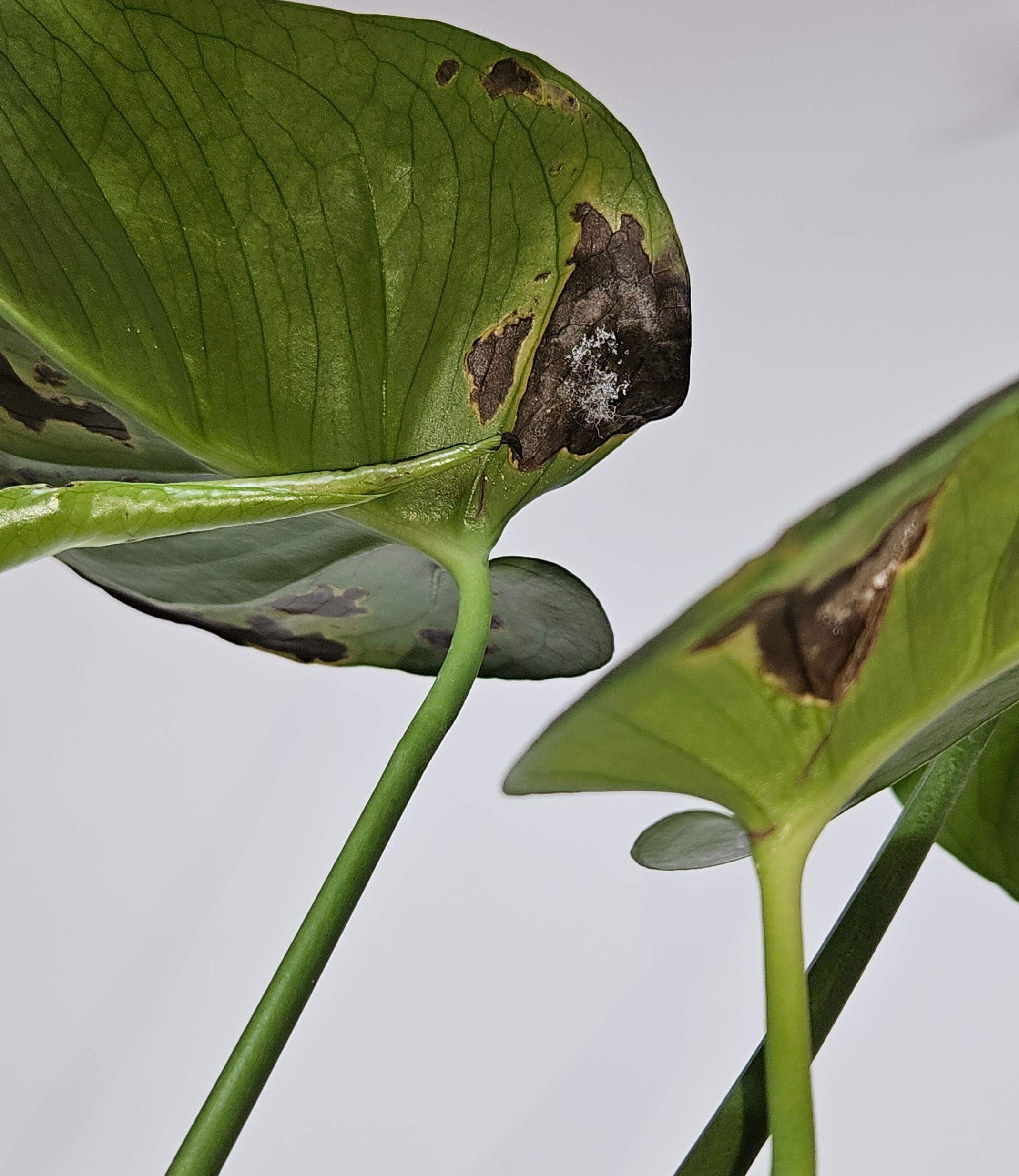 Frage zu Zimmerpflanze - Pilzbefall,Mehltau? (Pflanzen, Garten, Blumen)