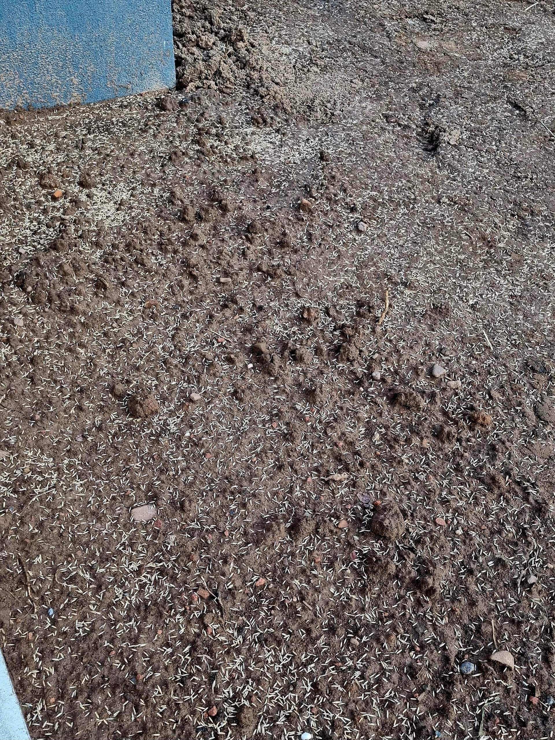 Frage zum Thema Rasen einsäen? (Gras, Gärtner, Gartenarbeit)