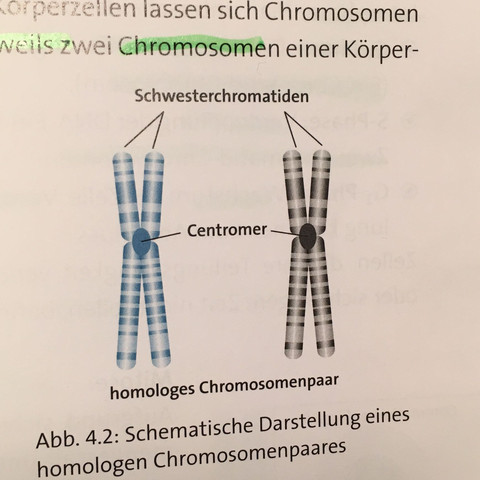 Schwesterchromatid Chromosom  - (Schule, Biologie, Genetik)