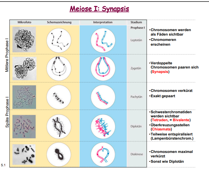 Frage zur Meiose (Synapsis)? (Bio, DNA)