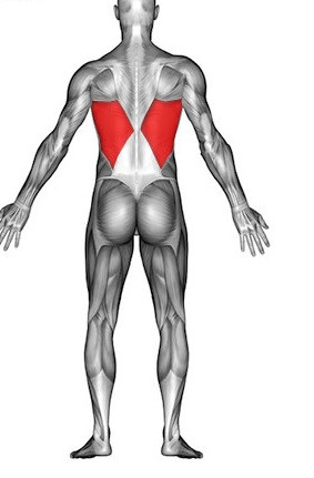 Rueckenmuskel - (Körper, Fitness, Training)