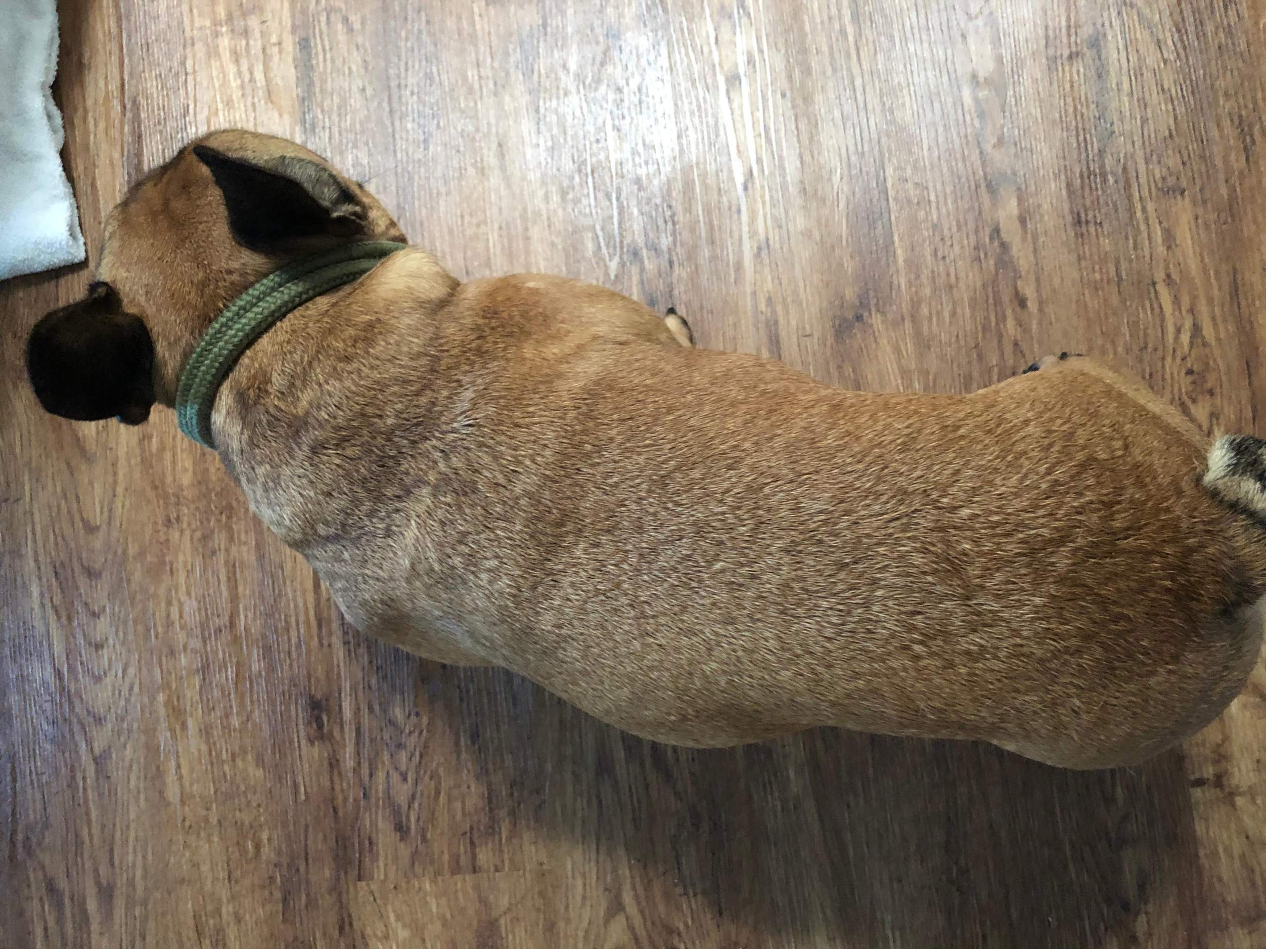was wiegt eine ausgewachsene franzosische bulldogge