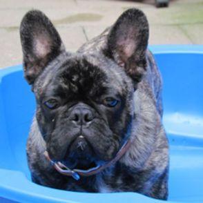 Franzosische Bulldoggen Mops Mix Hund Franzosische Bulldogge