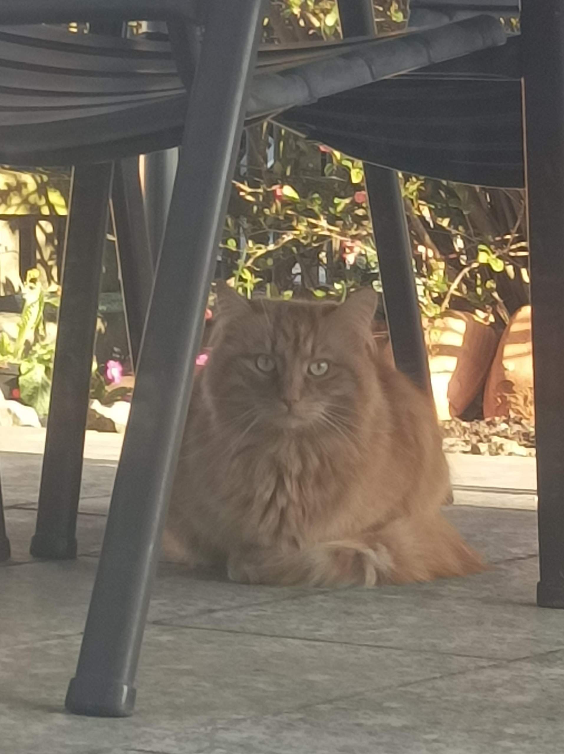 Fremde Katze im Garten? (Kater, Katzenhaltung)
