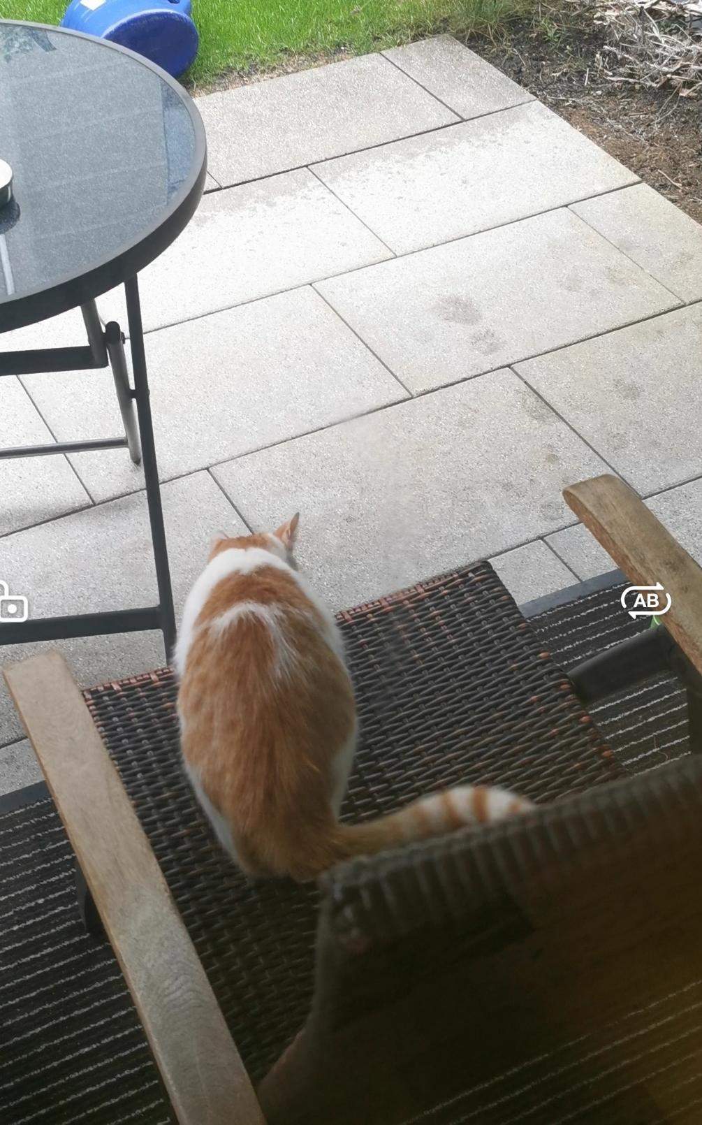 Fremde Katze will die ganze Zeit ins Haus kommen sie miaut auch immer