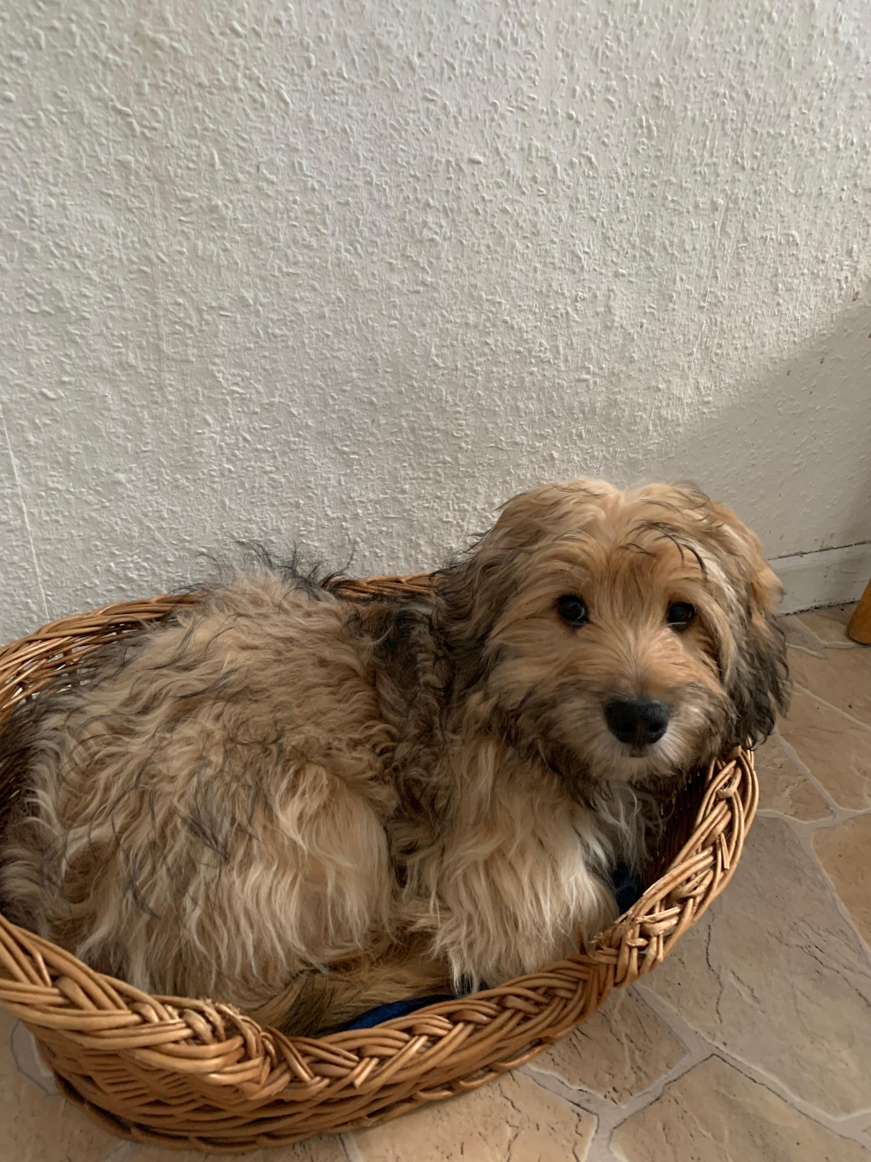 Fremde Menschen wollen Ständig mein Hund anfassen? (Tiere, Soziales)
