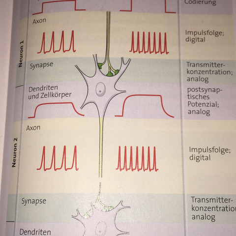 Frequenz Der Impulse Bestimmt Starke Des Reizes Medizin Biologie Neurologie Frequenz Der Impulse Bestimmt Starke Des Reizes Medizin Biologie Neurologie