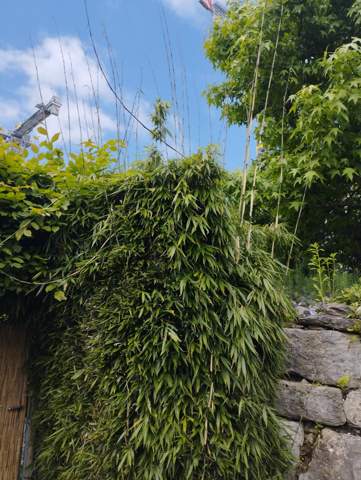 Frische Bambusstangen zum abstützen von Tomaten?