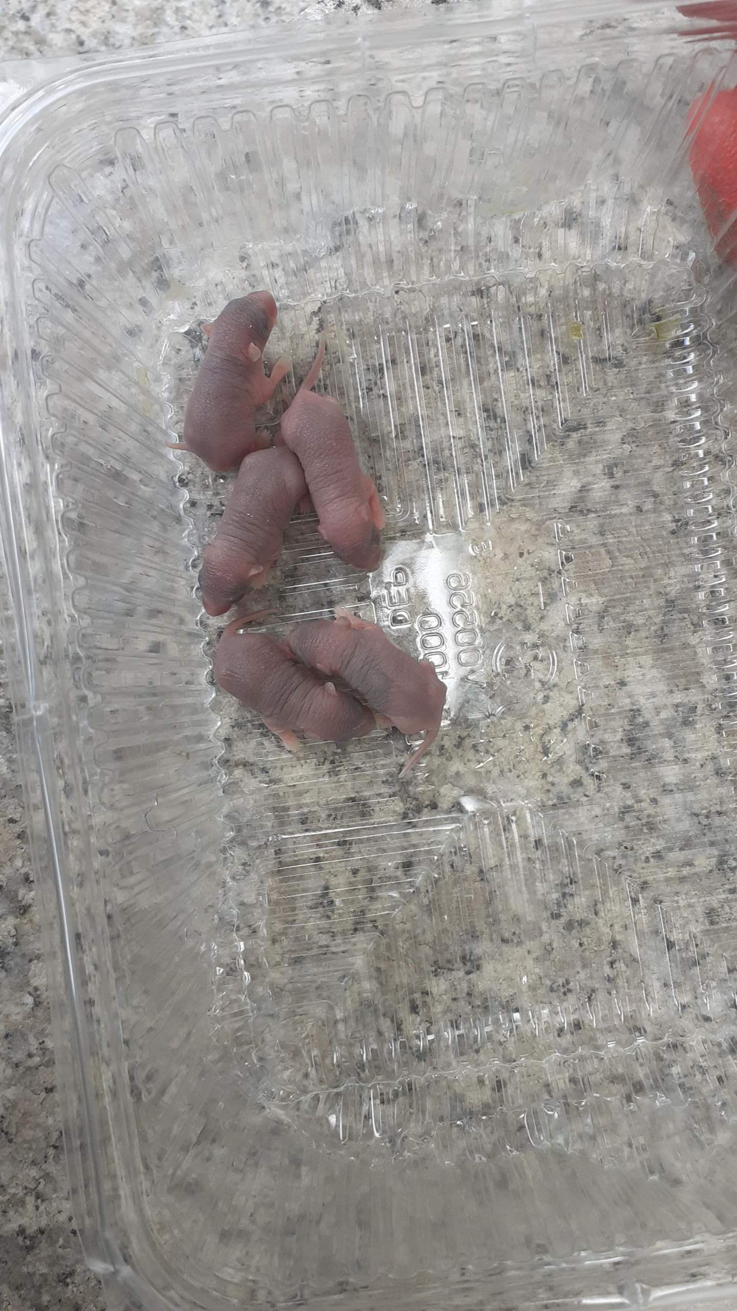 Frischgeborene Mäusebabys gefunden. Was kann ich tun? (Tiere, Maus)