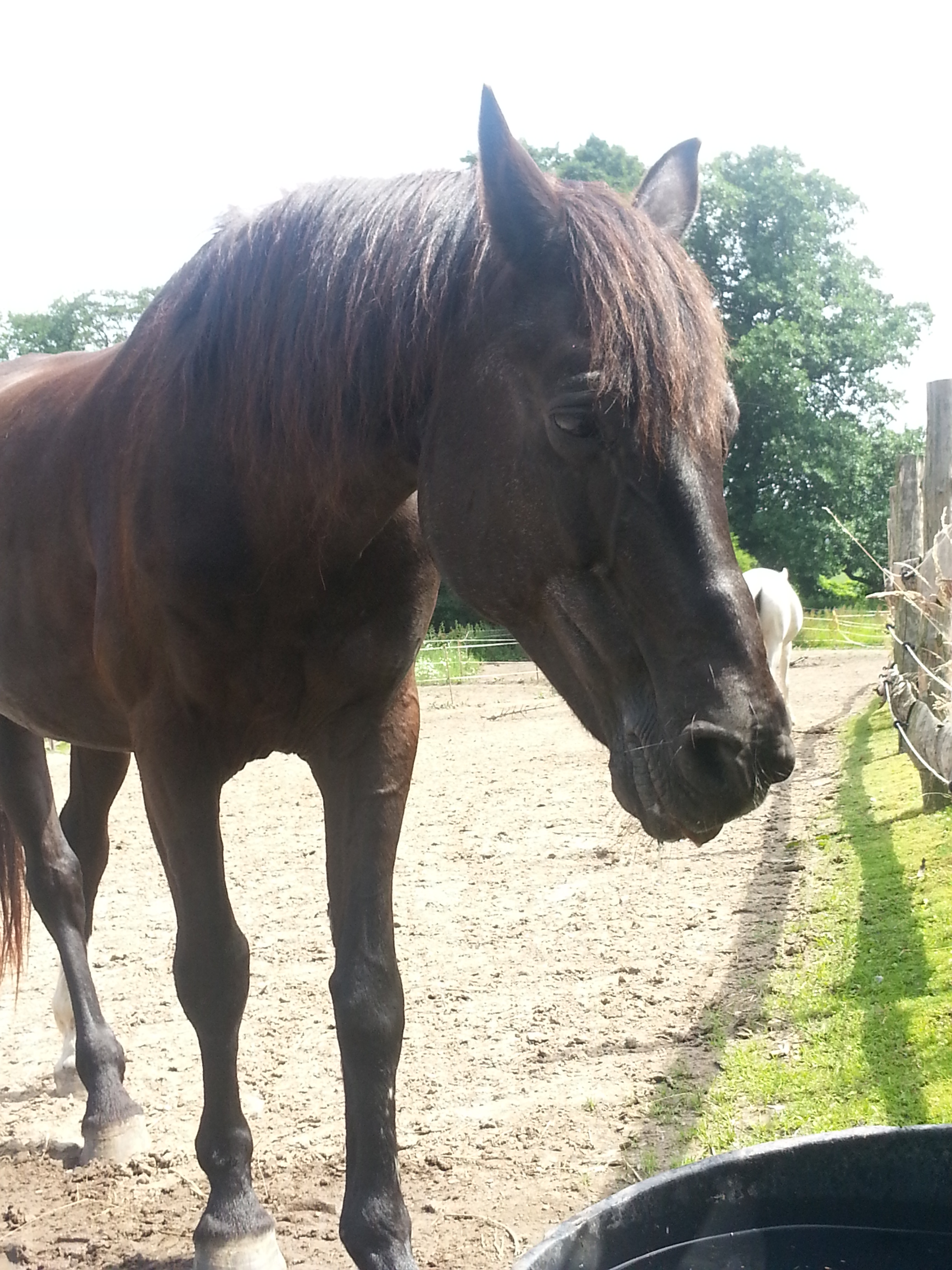 Frisuren für Lange Mähnen? (Pferde, Frisur)