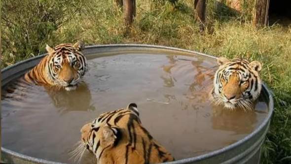 Für wie viel Euro wurdest du zusammen mit Tigern baden?