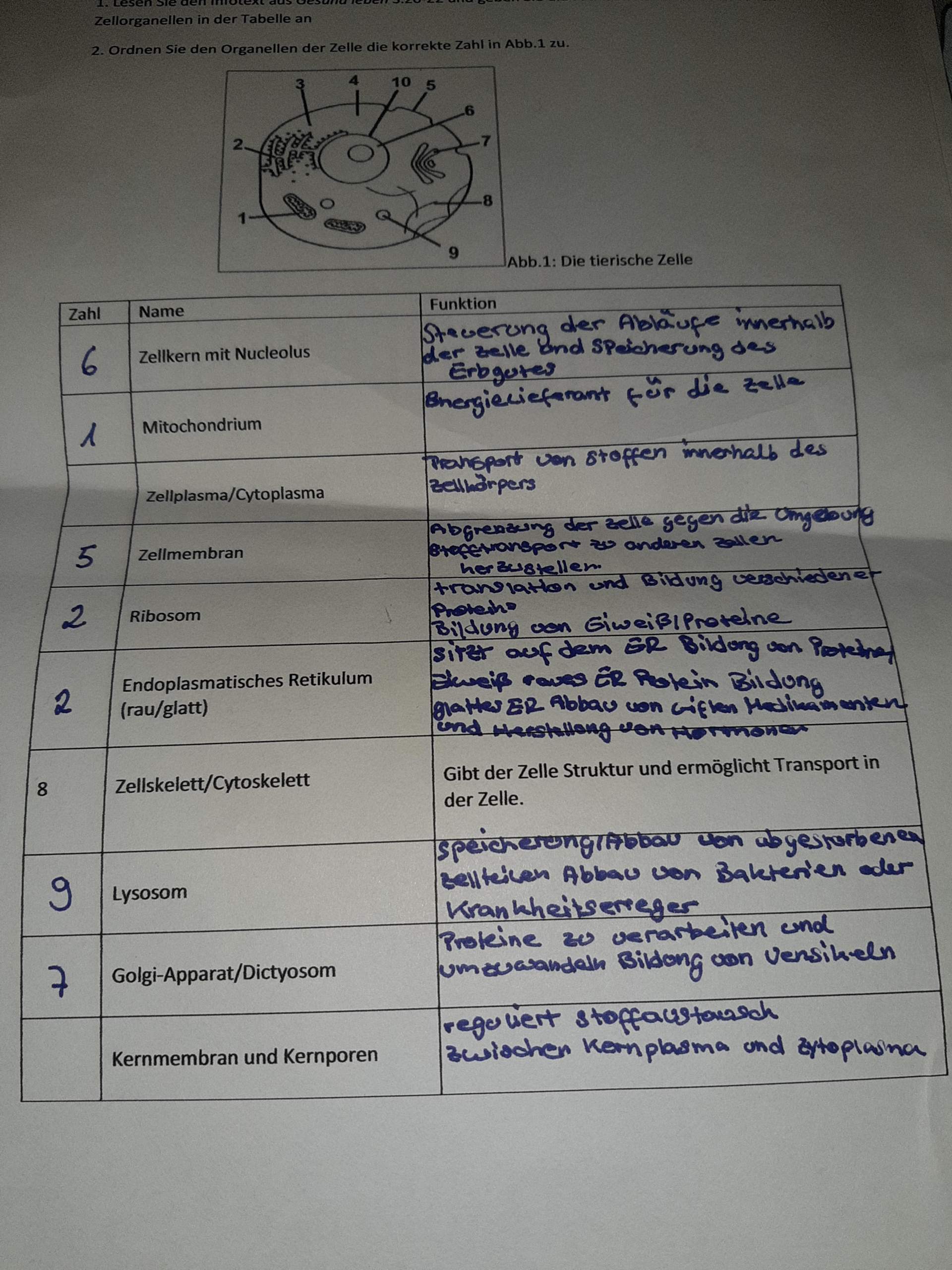 Funktionen Bestandteile In Einer Zeile Schule Biologie Zellen Funktionen Bestandteile In Einer Zeile Schule Biologie Zellen