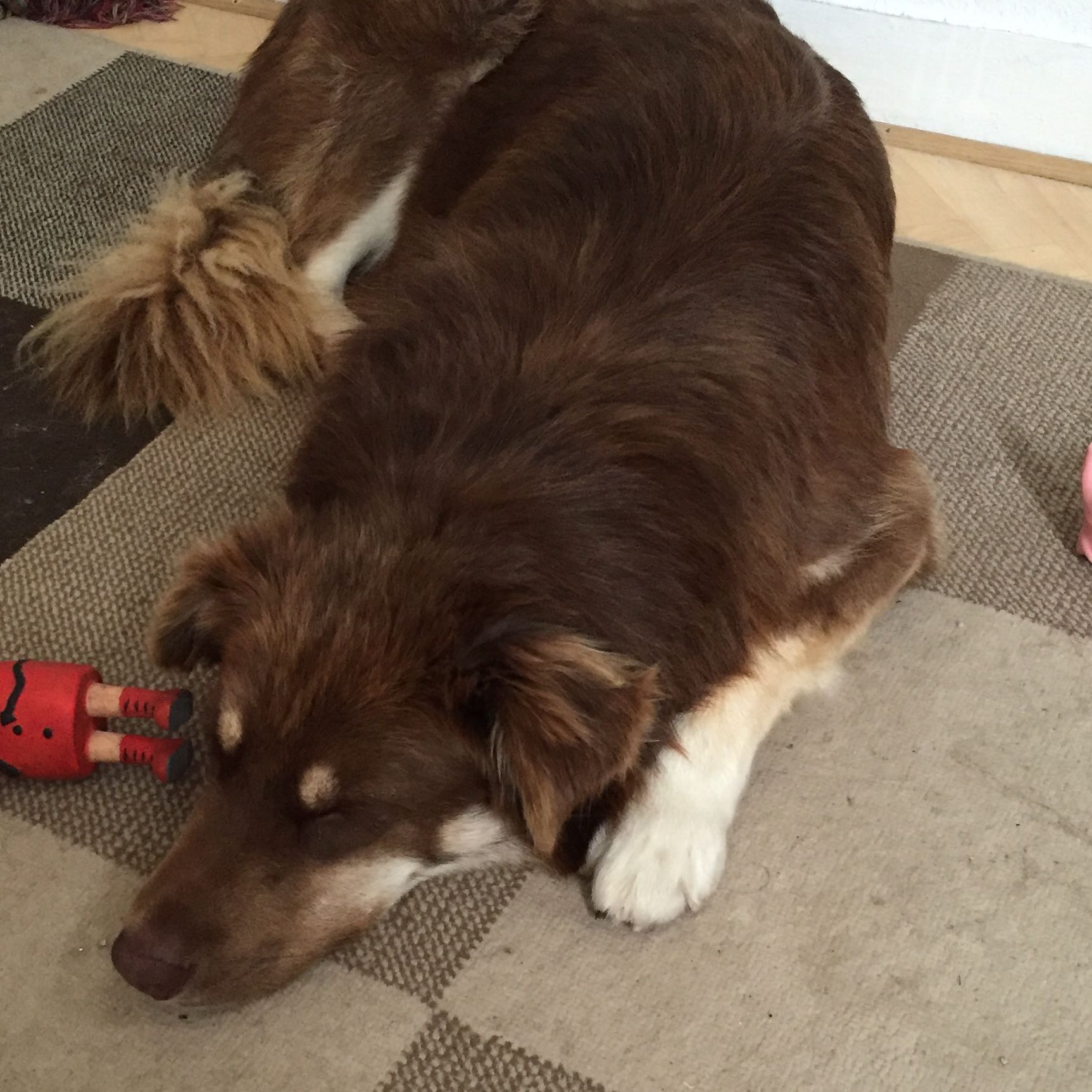 Futter menge für einen Australian shepherd? (Hund, Haustiere, Tierfutter)