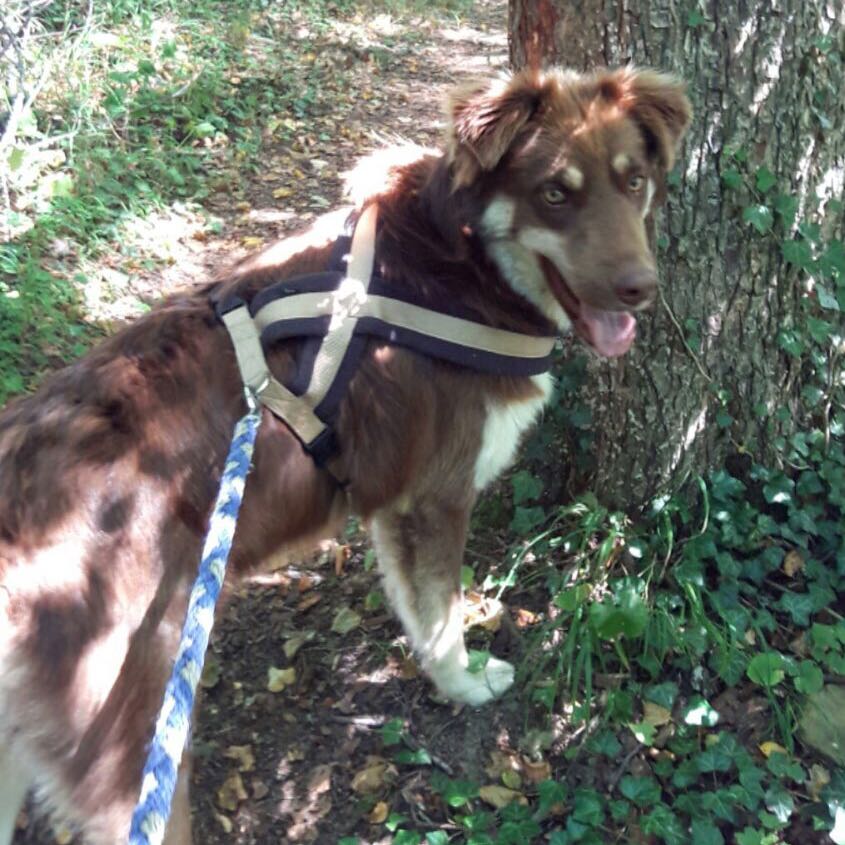 Futter menge für einen Australian shepherd? (Hund, Haustiere, Tierfutter)