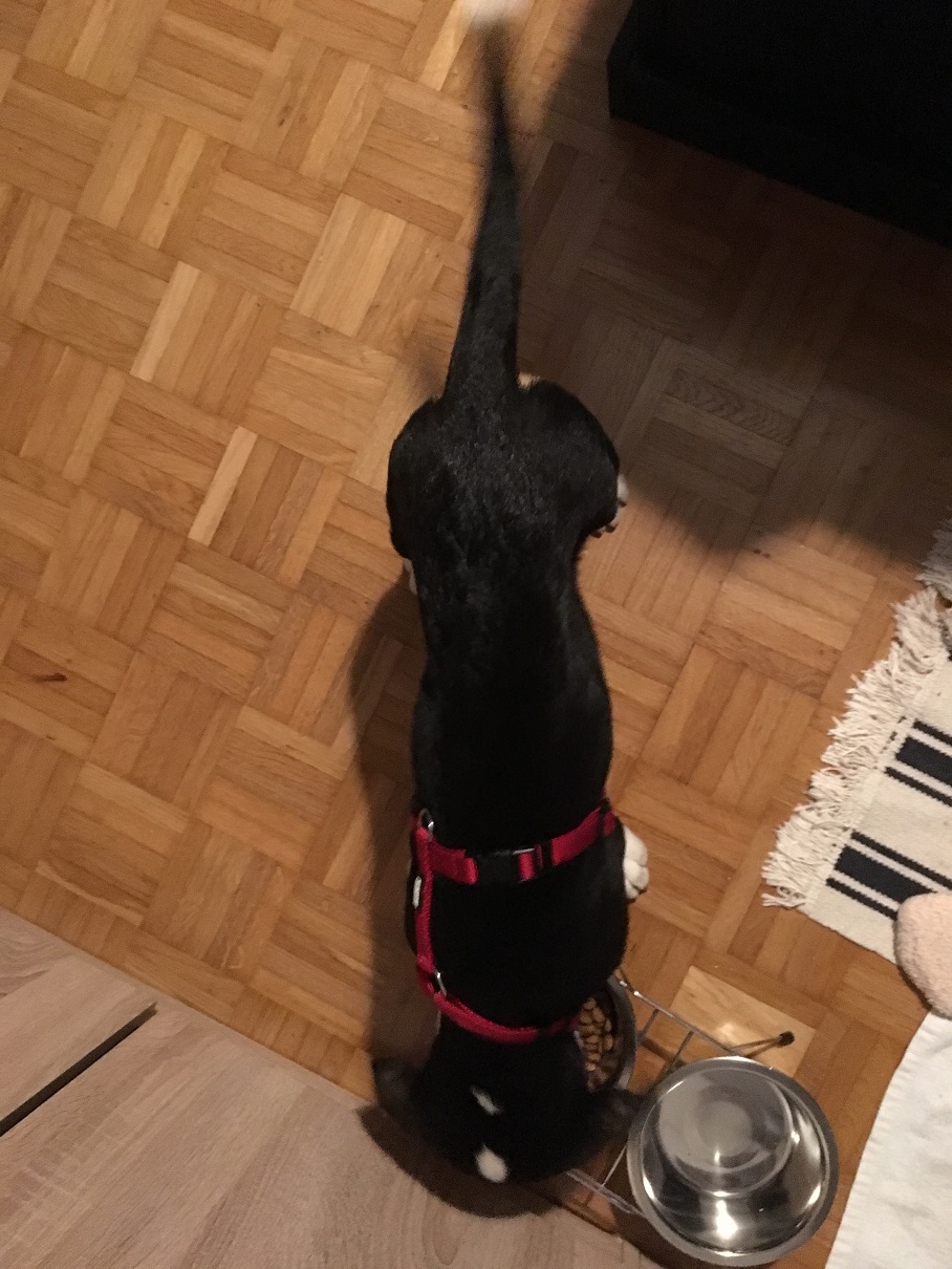 Futtermenge Welpe? (Ernährung, Hund, Gewicht)