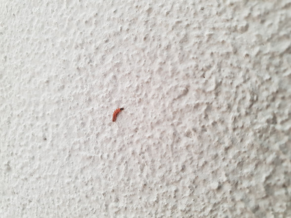 Ganz Kleiner Roter Wurm Mit Schwarzen Kopf Auf Der Wand Gefunden Was Ist Das Insekten Allergie Bett Ganz Kleiner Roter Wurm Mit Schwarzen Kopf Auf Der Wand Gefunden Was Ist Das Insekten Allergie Bett