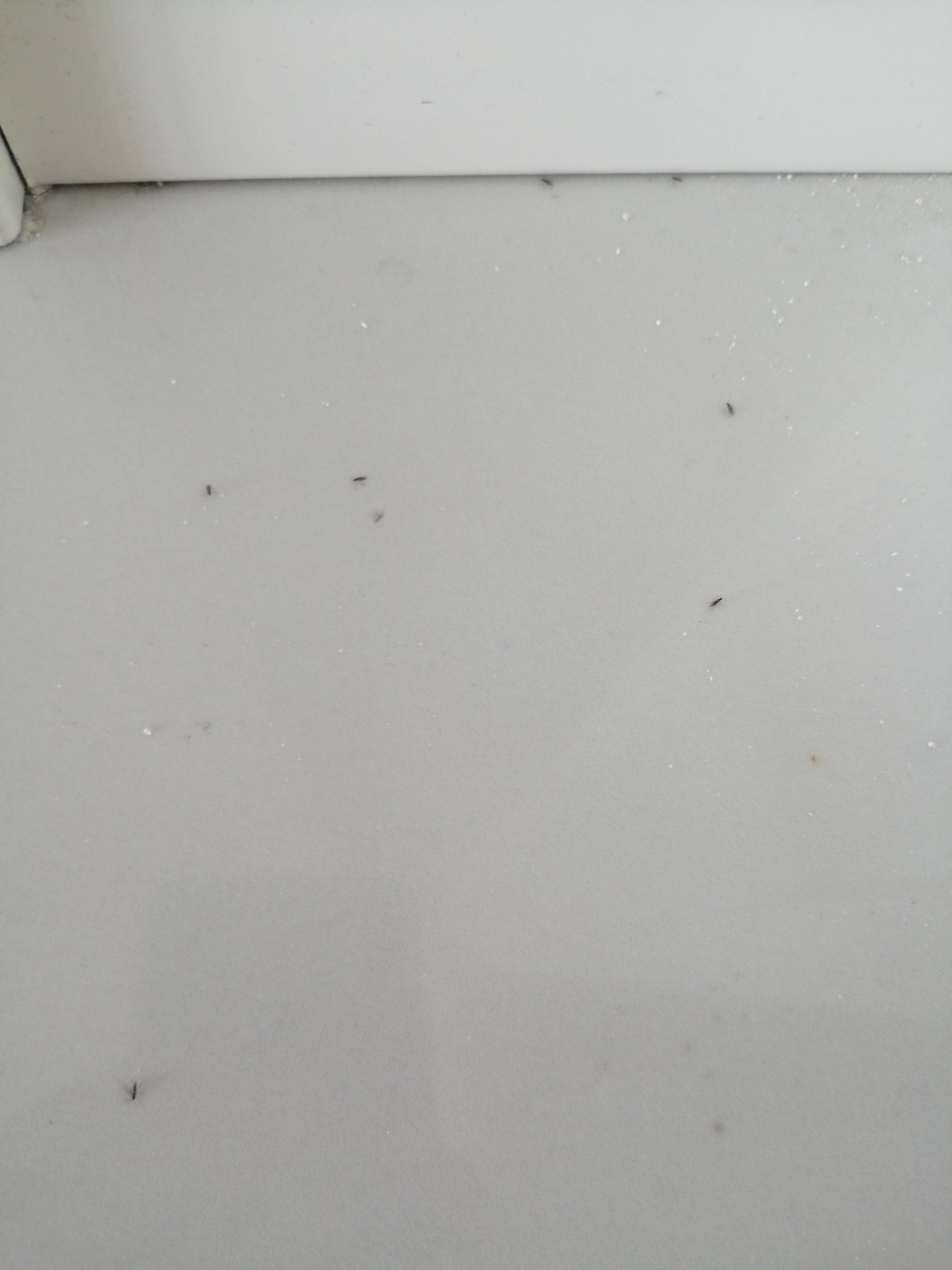 Fliegen In Der Wohnung Trotz Geschlossenem Fenster