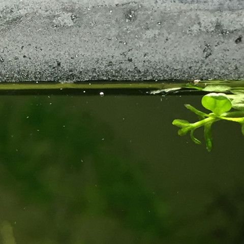 Das sind die Kleinen Tierchen im AQ sie sind viiiel kleiner als ein mm - (Wasser, Pflanzen, Fische)