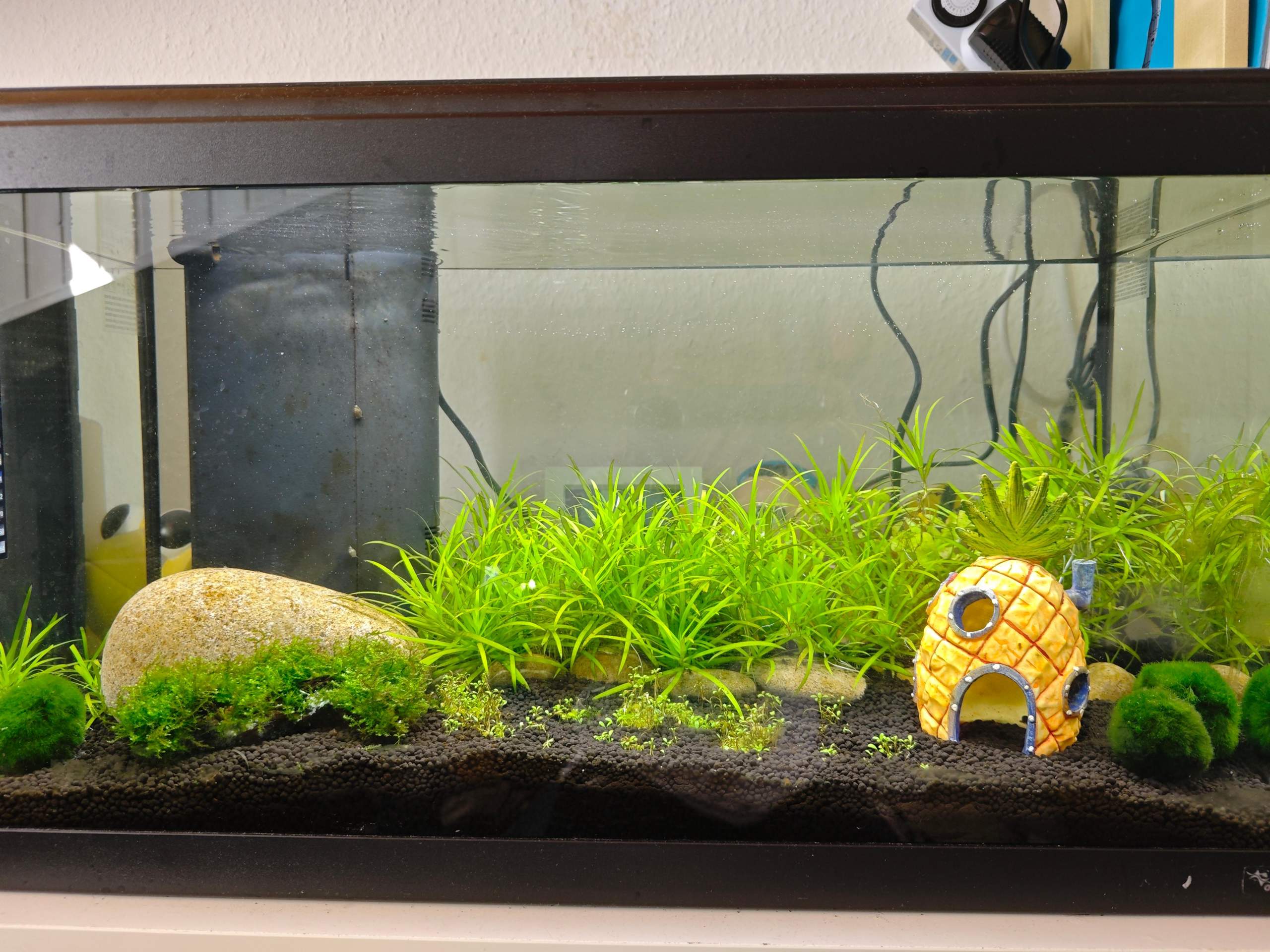 Garnelen bewegen sich nicht im Aquarium? (Süßwasseraquarium, Besatz ...