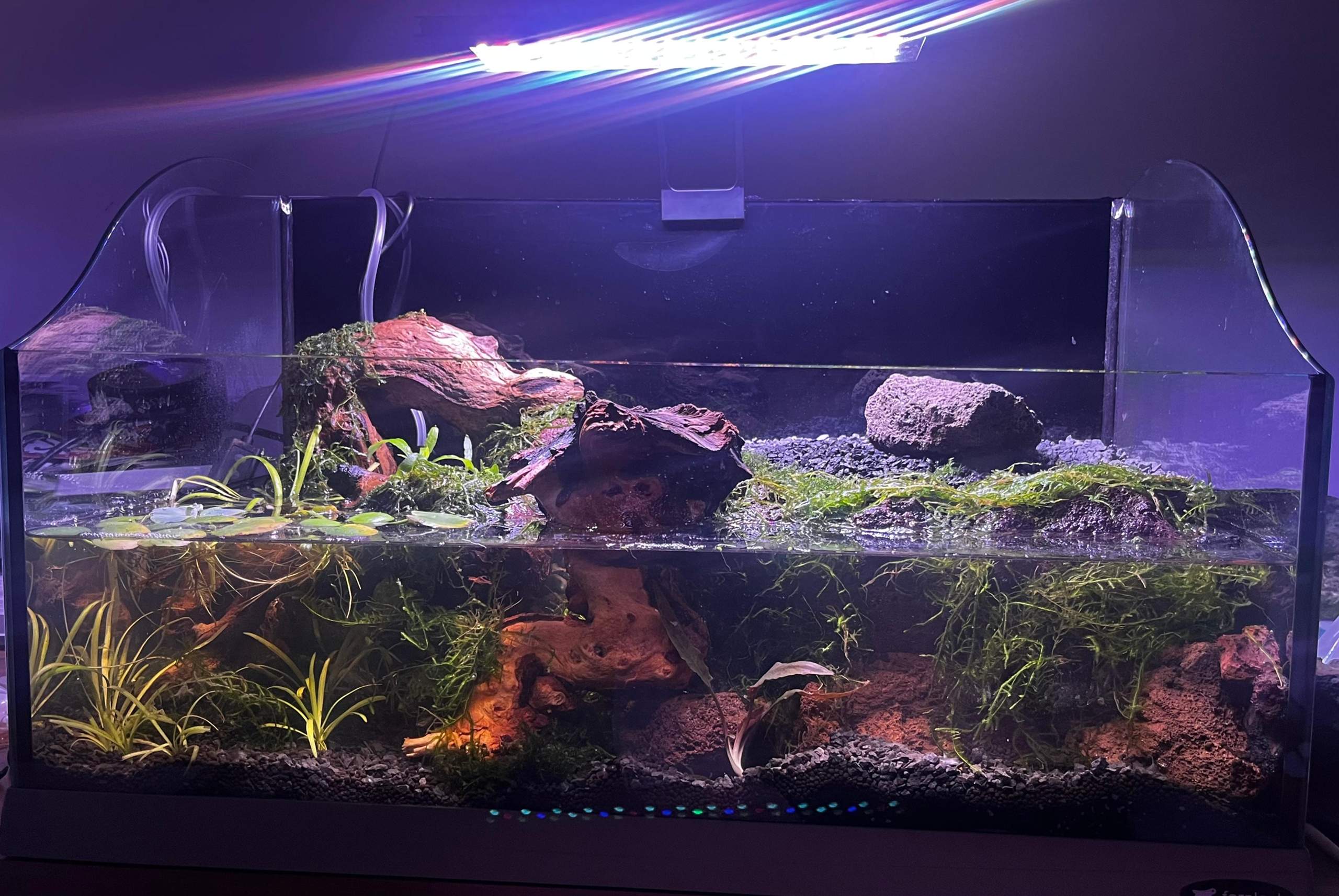 Garnelen nach 2 Wochen einsetzen? (Wasser, Aquarium, Filter)