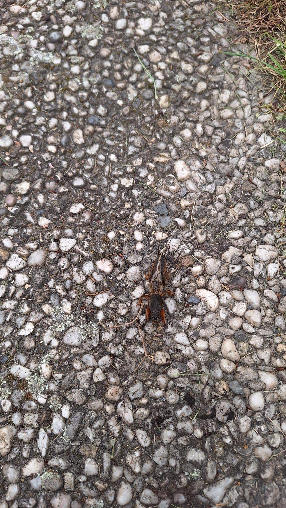 Garten Tier? (Insekten, Krabbeltiere)