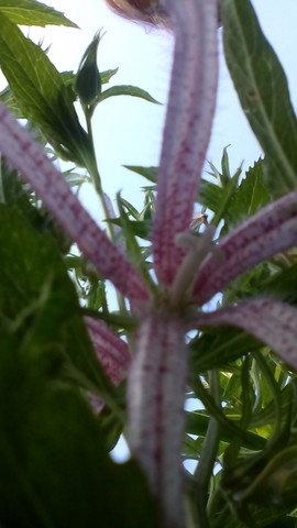 - (Garten, Pflanzen, Orchideen)