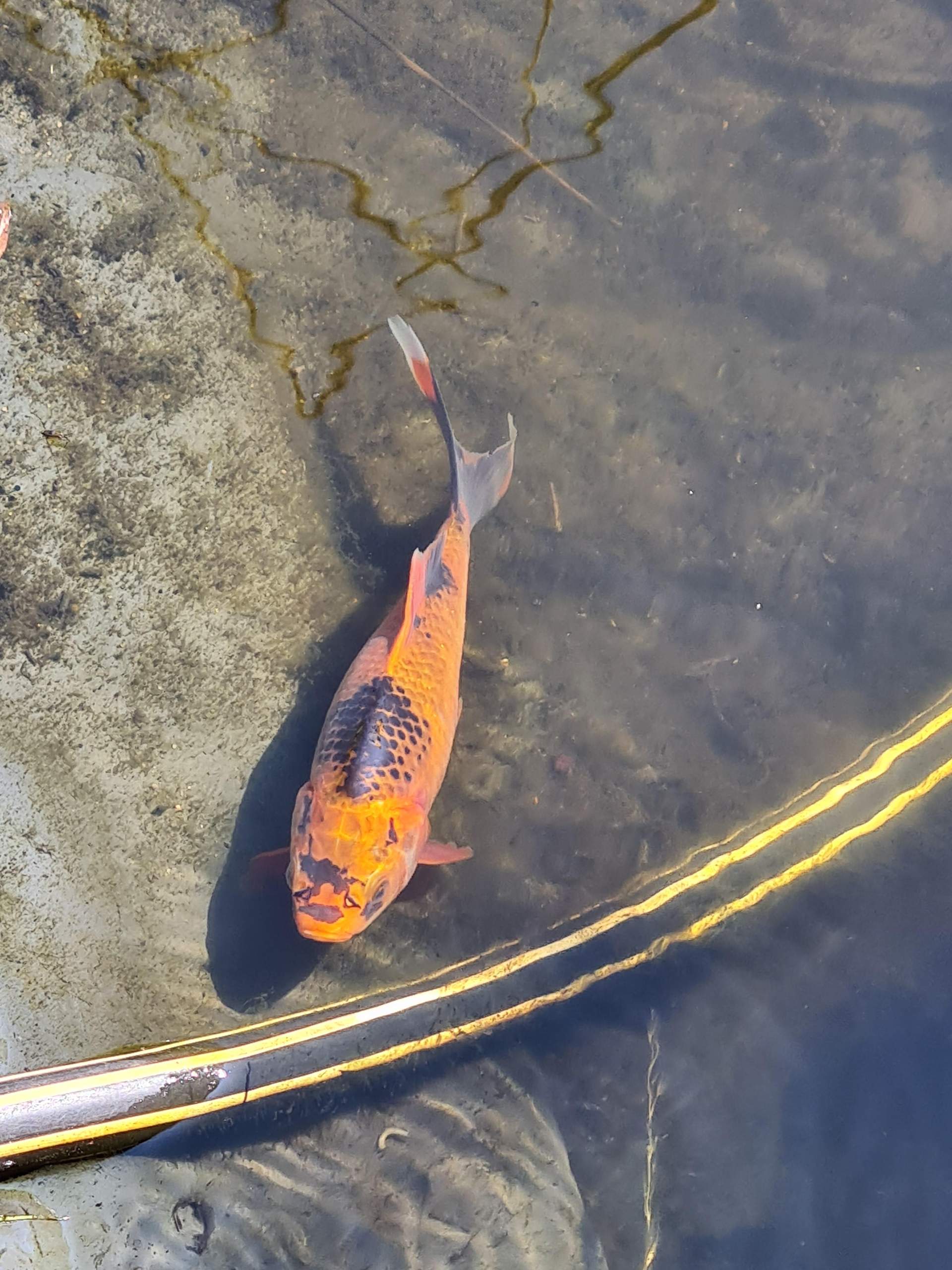 Gartenteich Was für ein Fisch ist das? (Wasser, Garten, angeln)