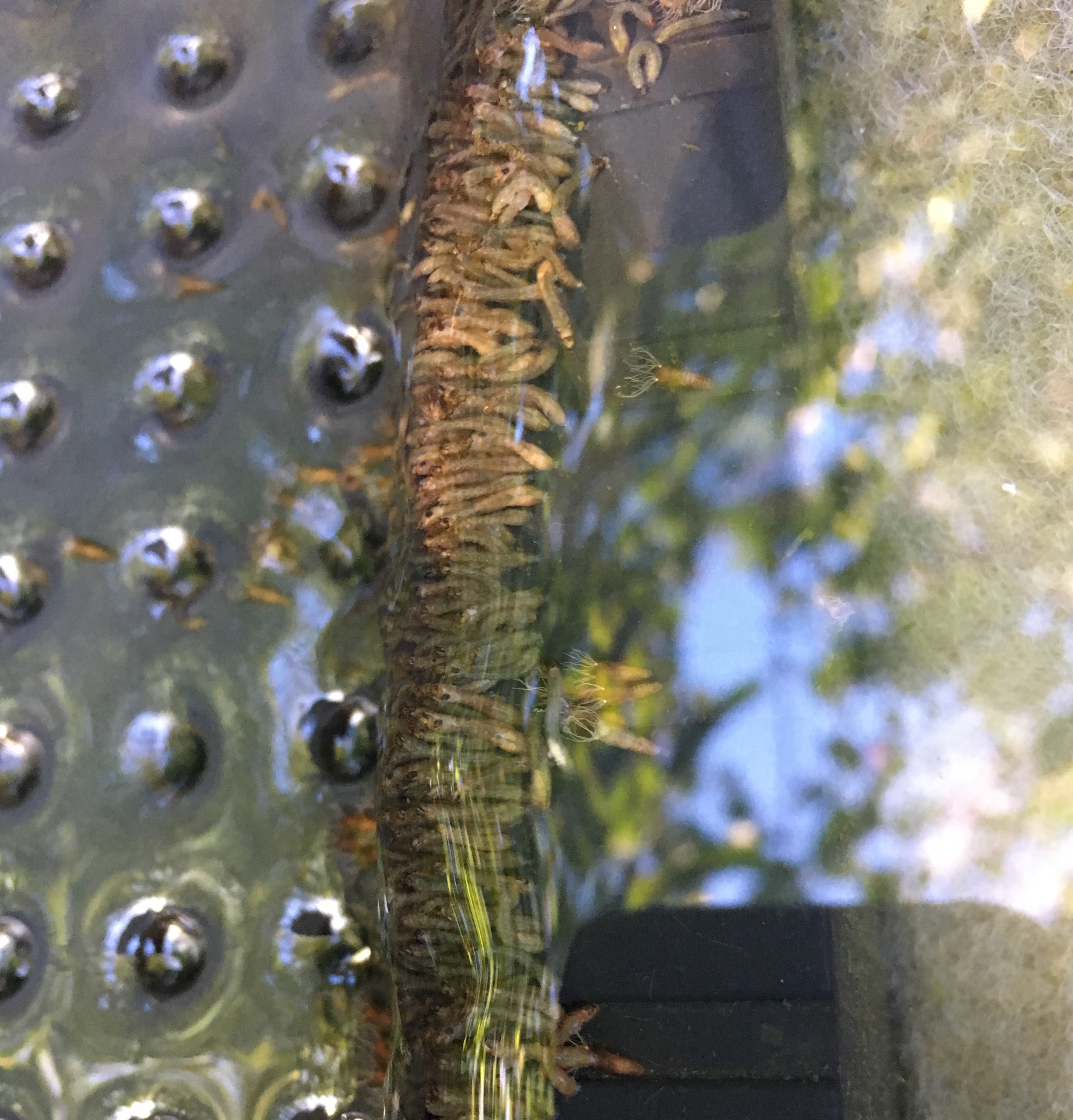 Gartenteich 100 Würmer oder Parasiten in der Filteranlage vom