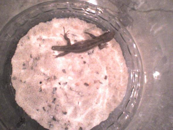 Gecko ( Das ist der/die kleine) - (Tiere, Tierhaltung, Tierschutz)