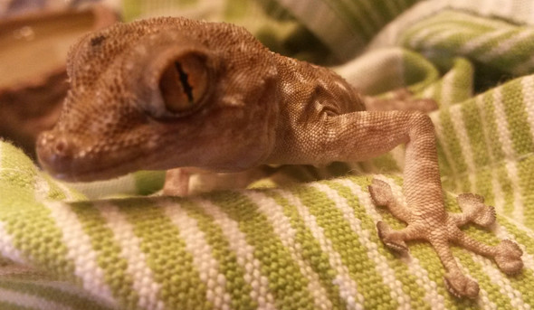 Augen und Zehen deuten auf einen Gecko - (Gecko)