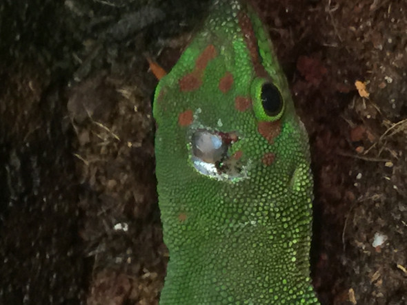 Nochmal anders  - (Natur, Gecko, Madagaskar)