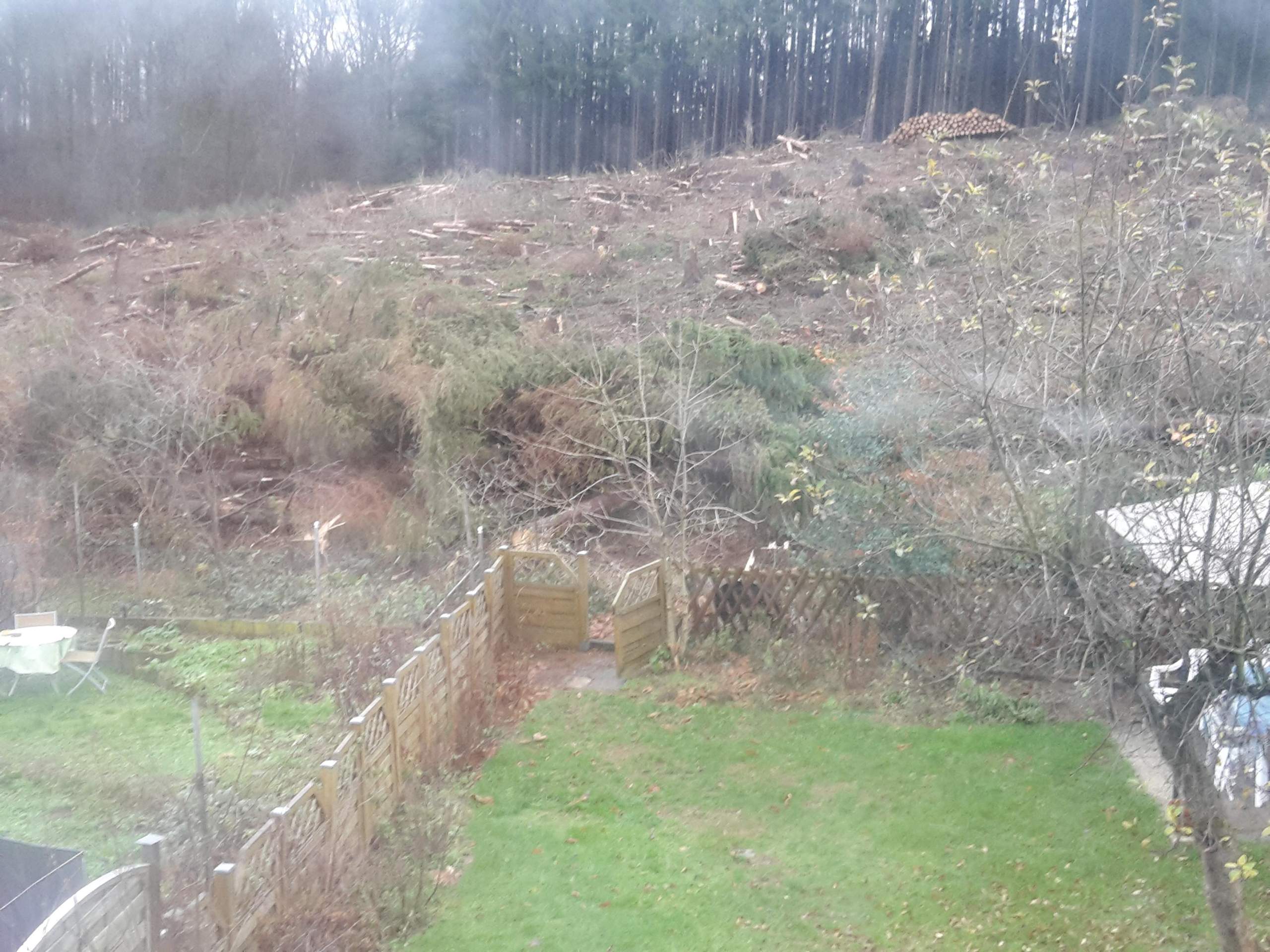 Gefällte Bäume quer vor Grundstücken? (Baum, Wald