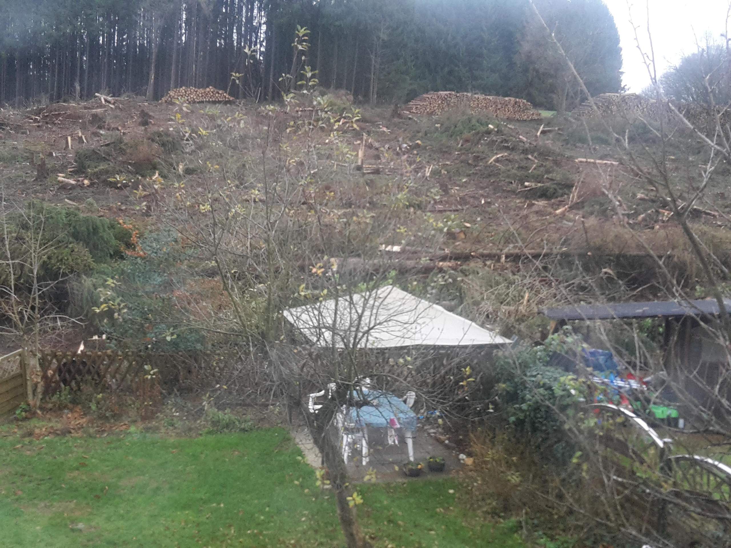 Gefällte Bäume quer vor Grundstücken? (Baum, Wald