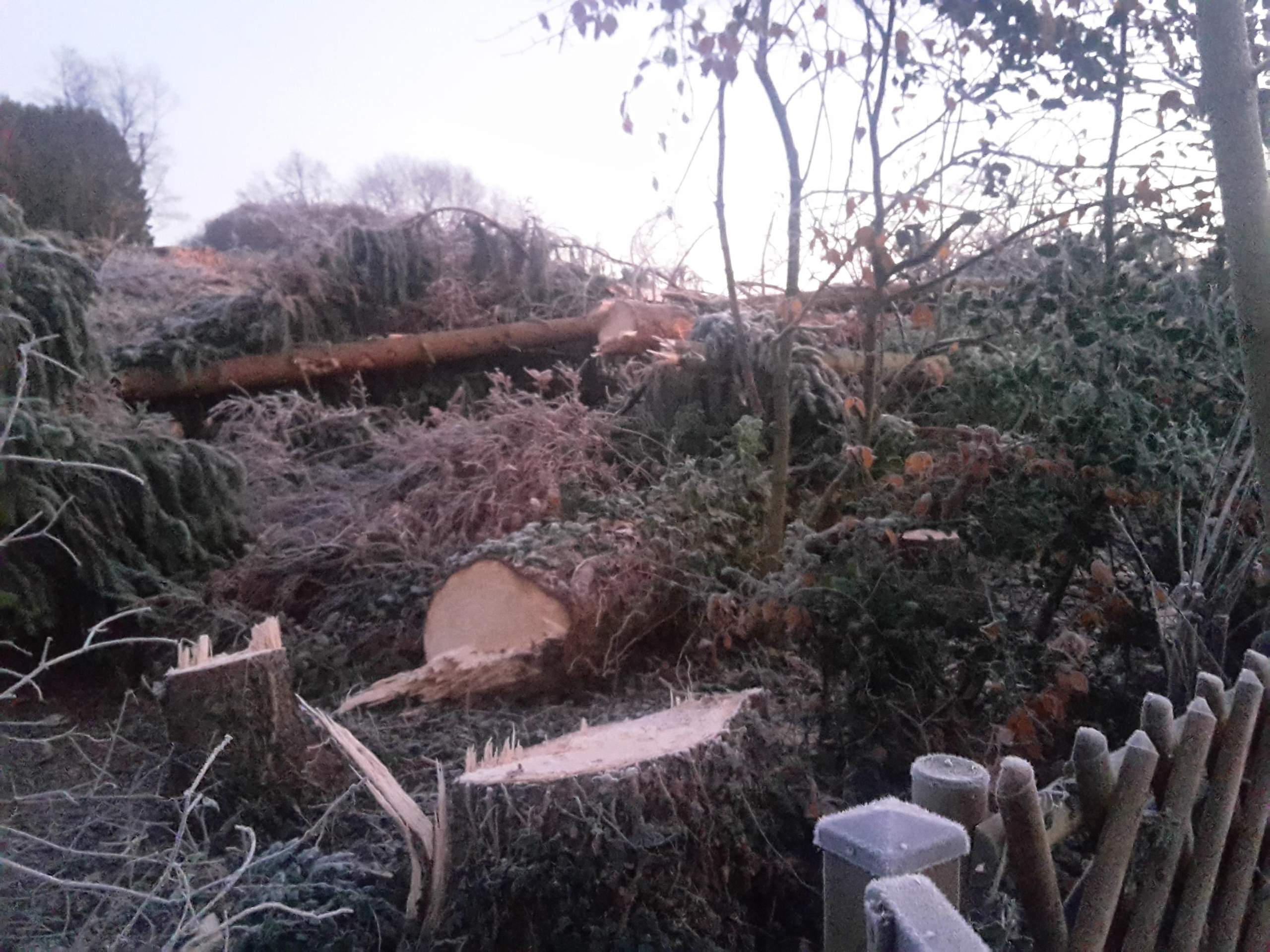 Gefällte Bäume quer vor Grundstücken? (Baum, Wald