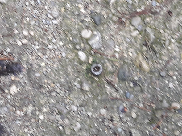 - (Wald, Gegenstände, Granate)